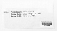Pestalotia decolorata image